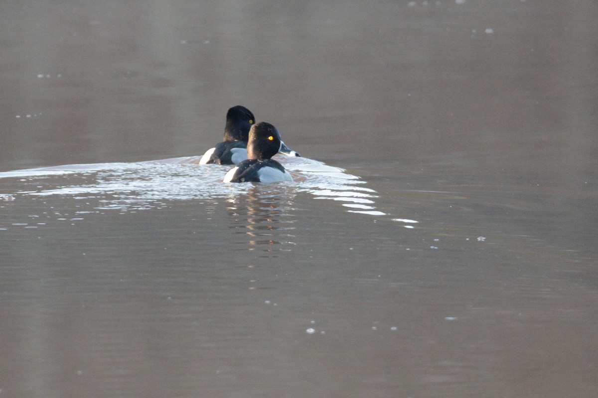 Ring-necked Duck - ML296012991