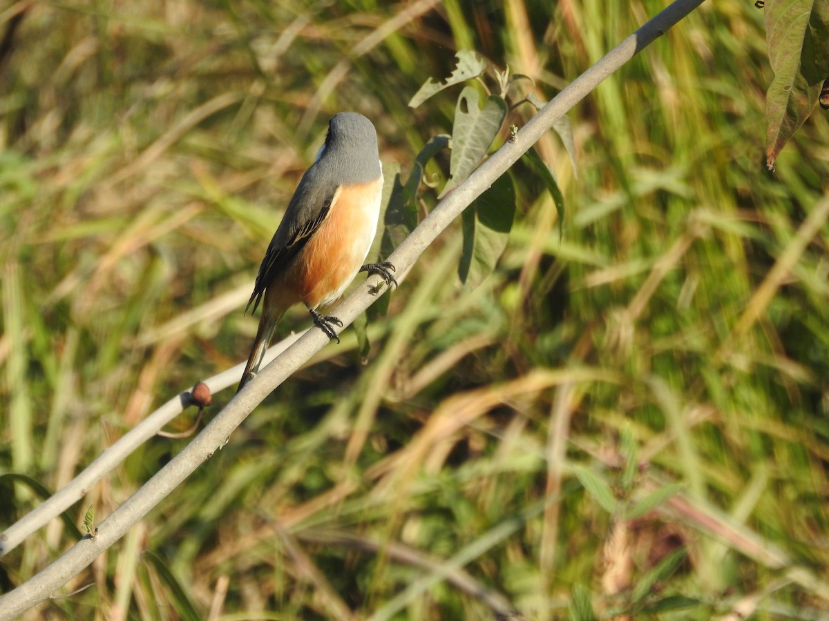Gray-backed Shrike - Sourav Halder