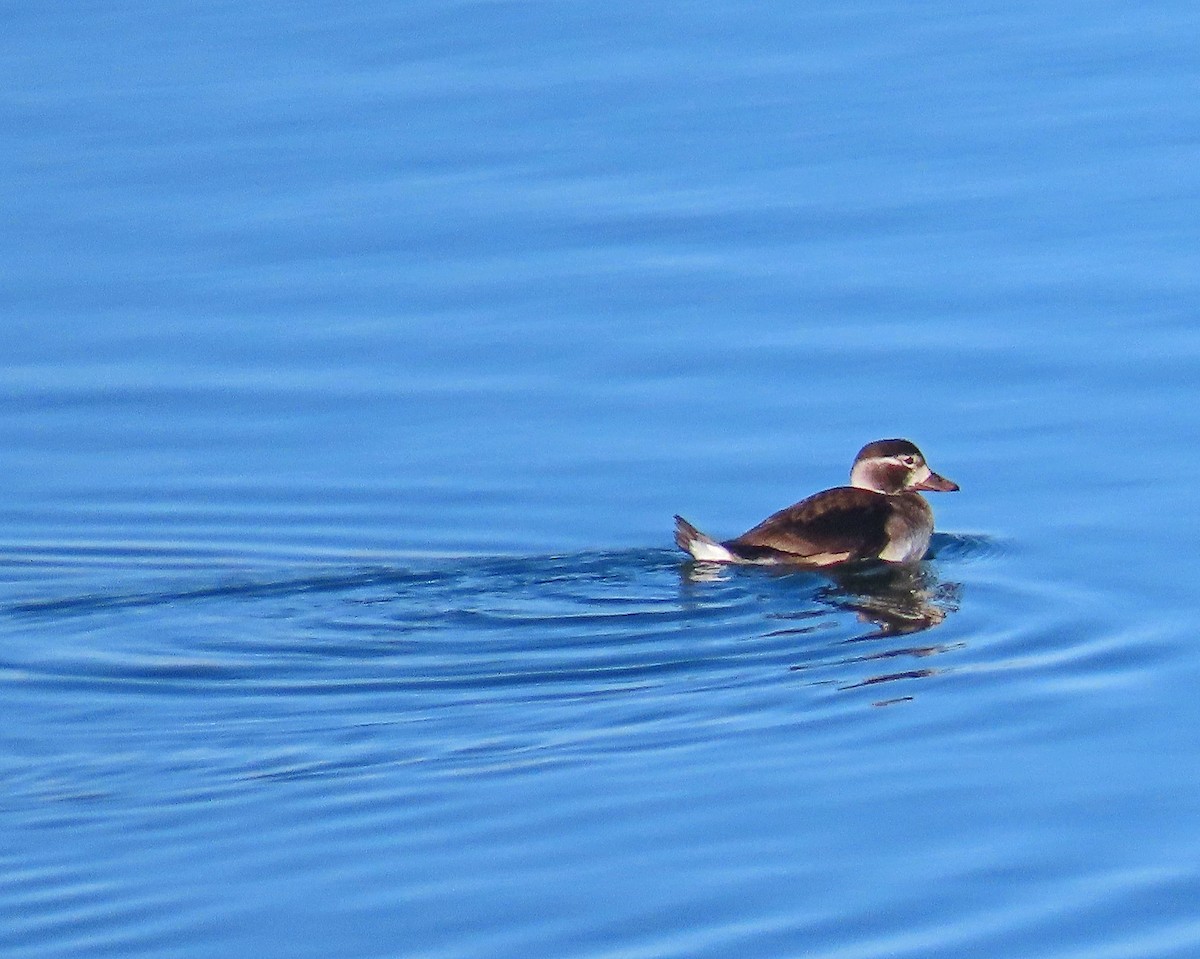 Long-tailed Duck - Mark Amershek