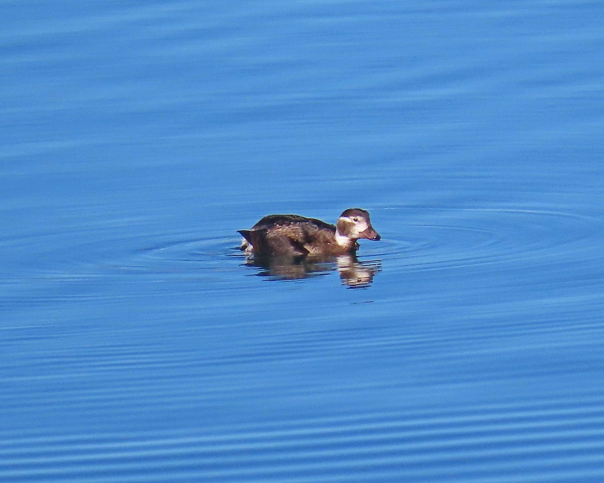 Long-tailed Duck - ML296013391