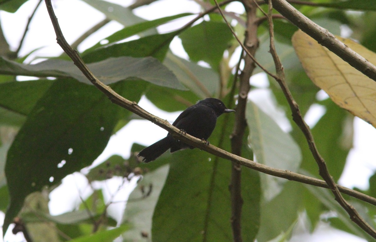 flowerpiercer sp. - ML296016071