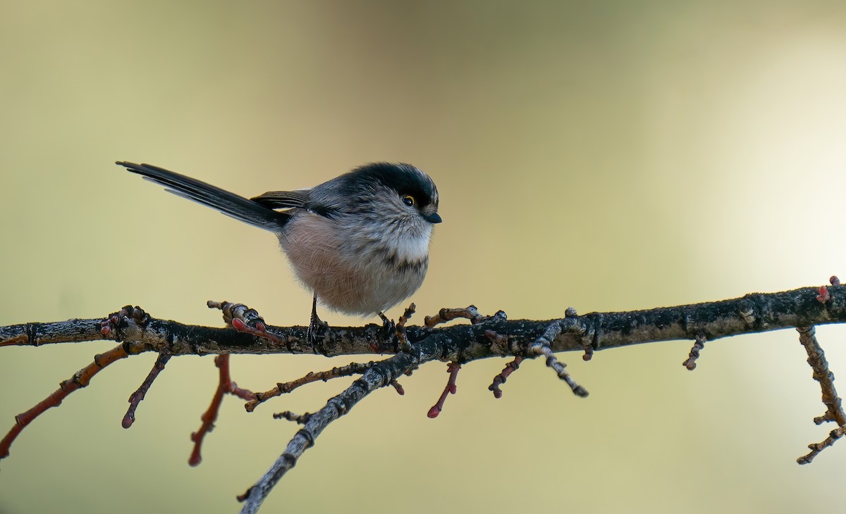 Long-tailed Tit - Rui Pereira | Portugal Birding