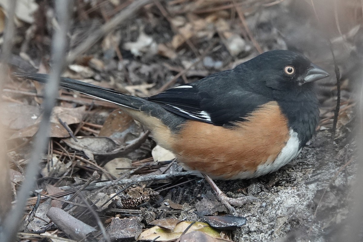 Eastern Towhee - Jane Mann