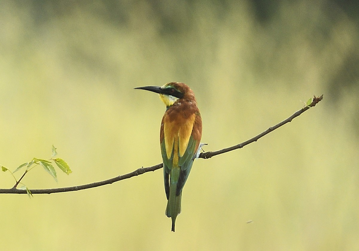 European Bee-eater - ML296019581