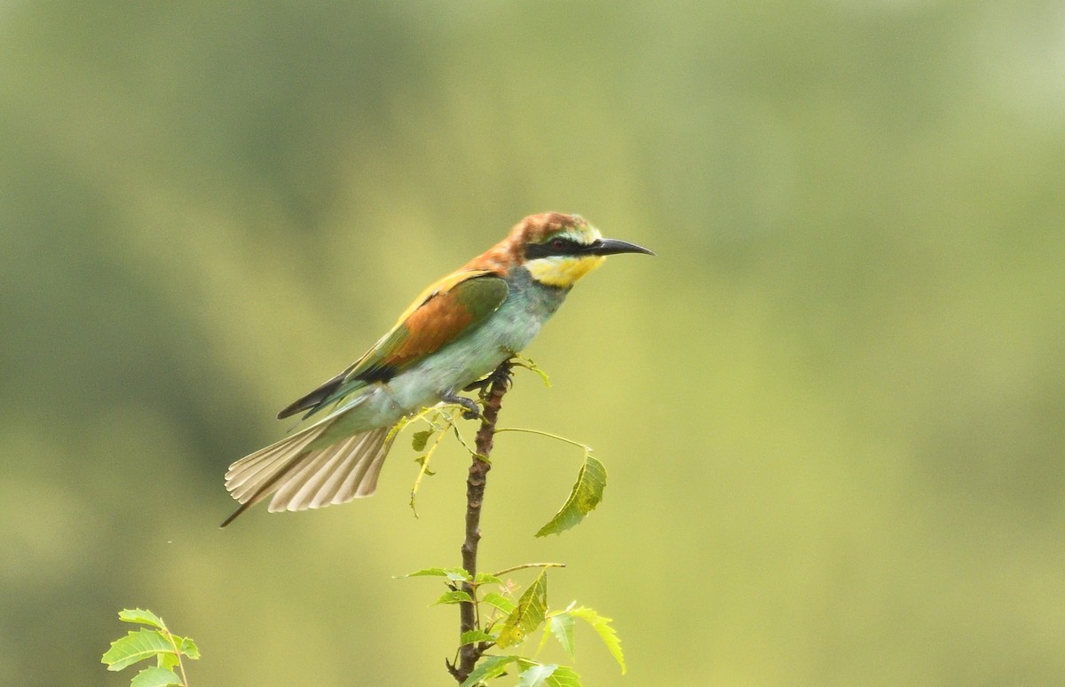 European Bee-eater - ML296019801