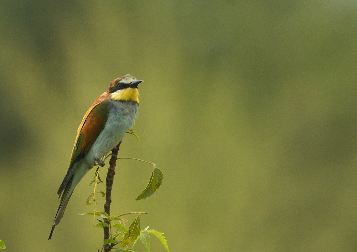 European Bee-eater - ML296020071