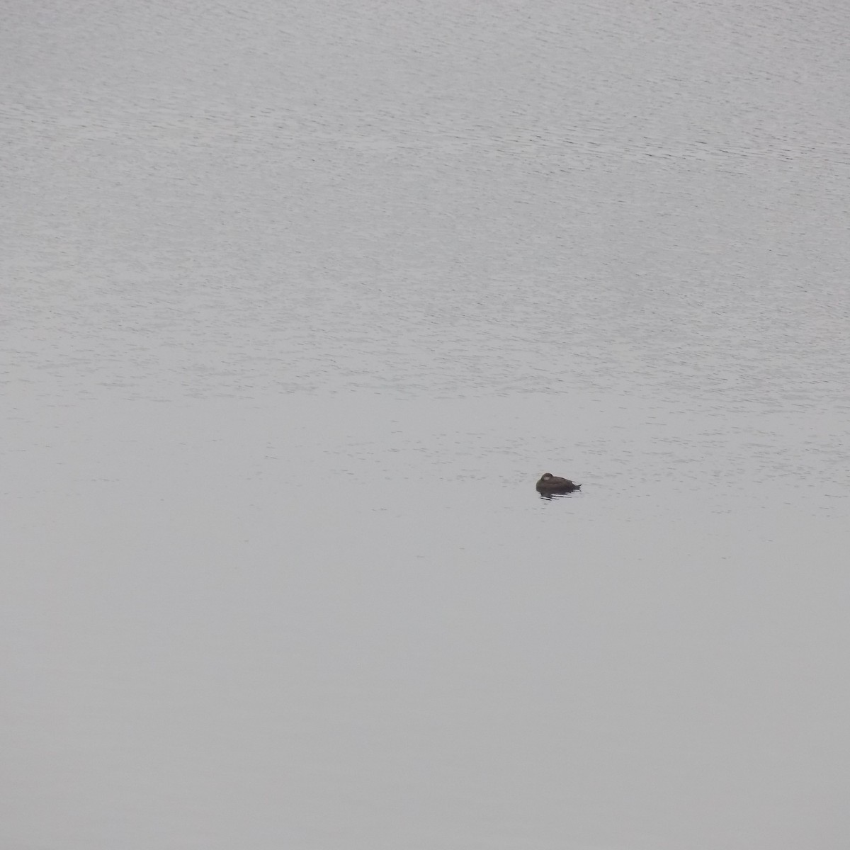 Black Scoter - ML296020401