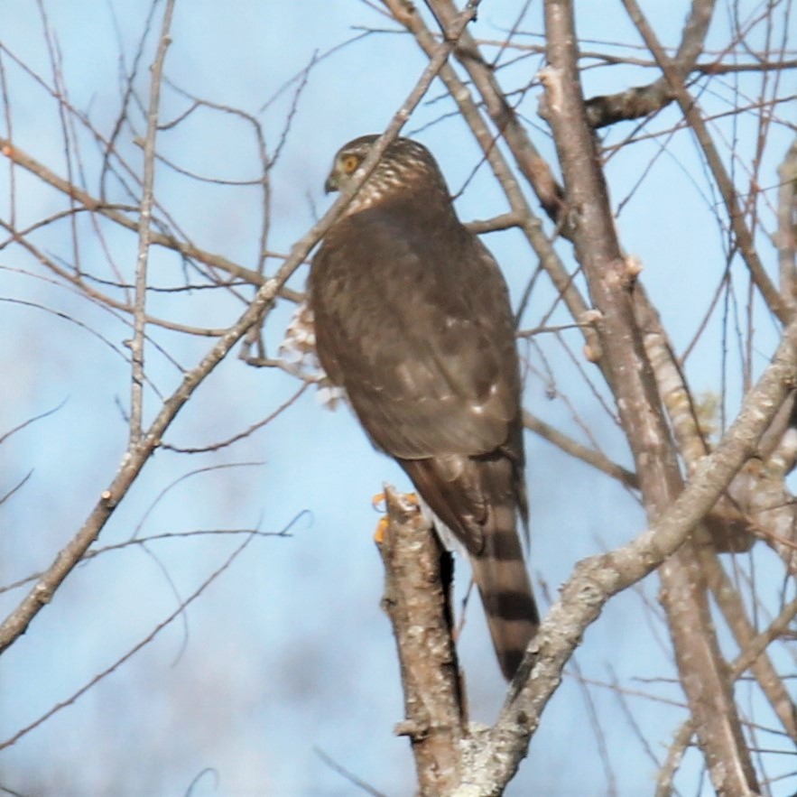 Sharp-shinned Hawk - ML296020591