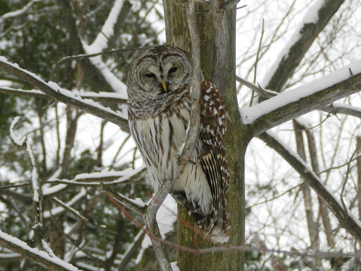 Barred Owl - ML296020601