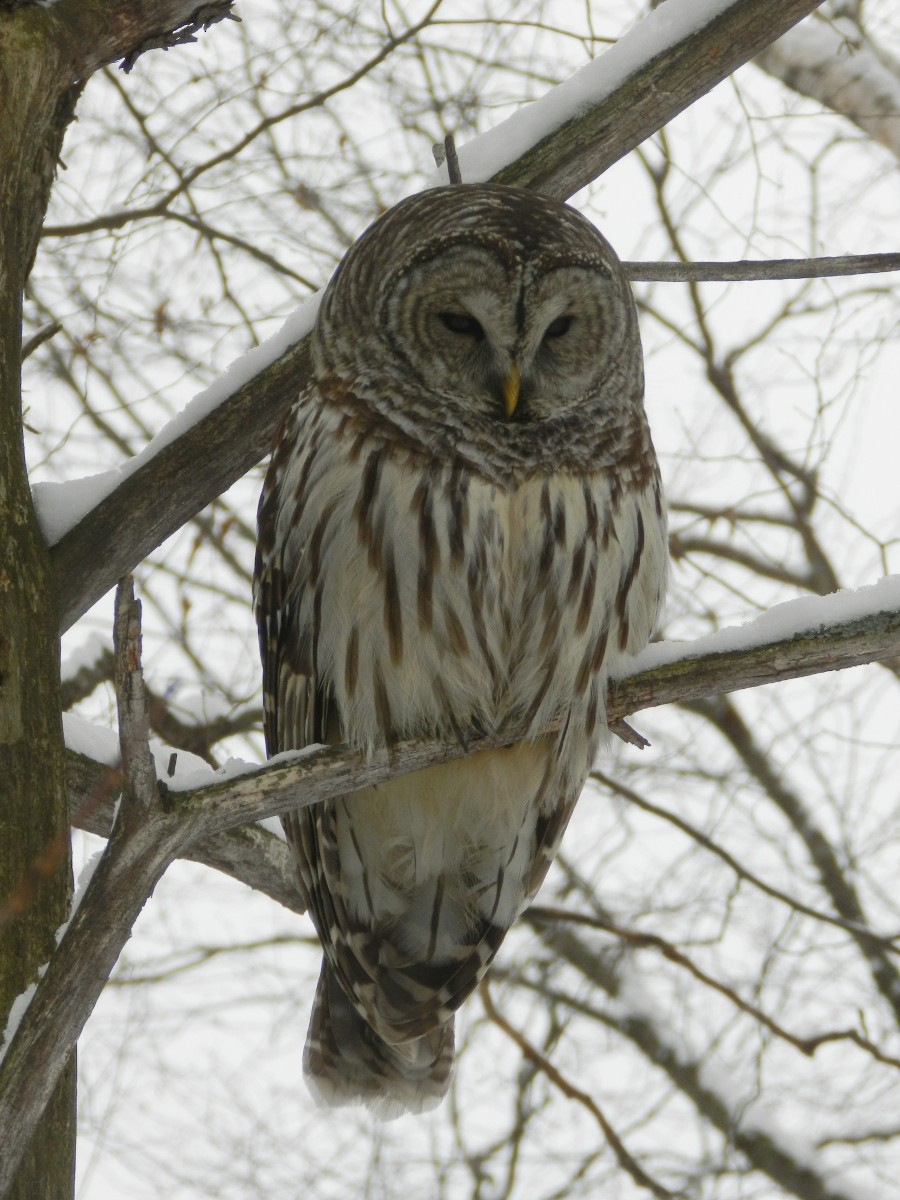 Barred Owl - ML296020611