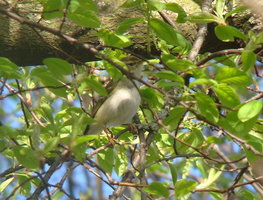 Yellow-browed Warbler - ML296021761