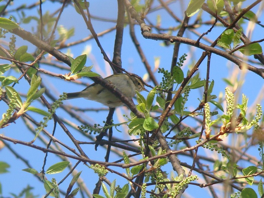 Yellow-browed Warbler - ML296021781