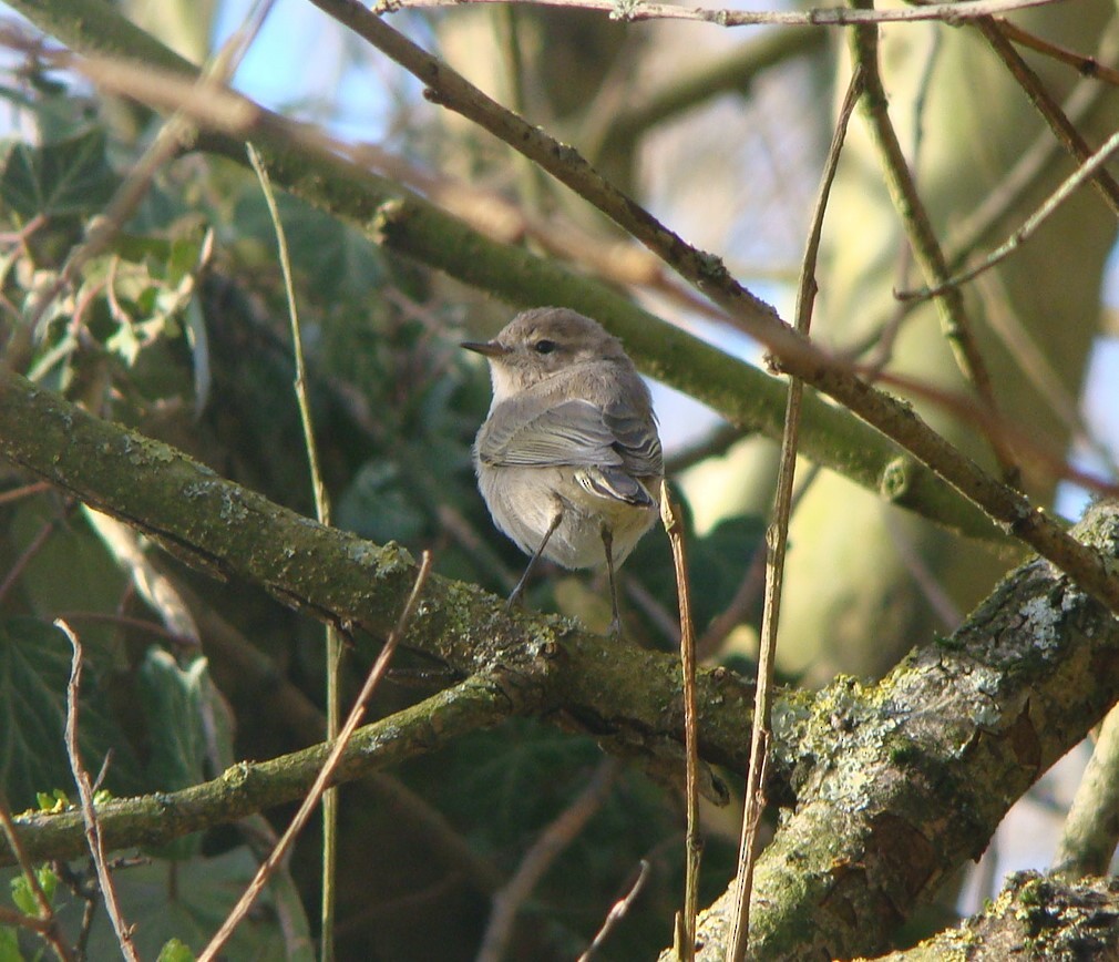 Common Chiffchaff (Siberian) - ML296022011