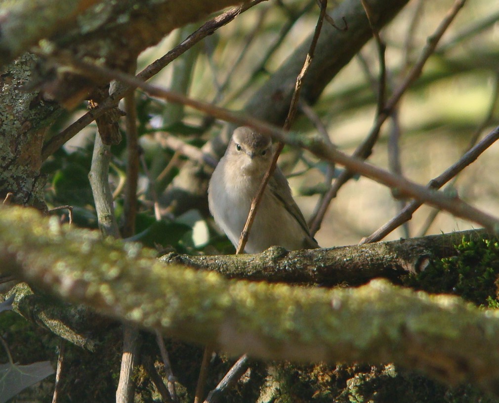 Common Chiffchaff (Siberian) - ML296022031