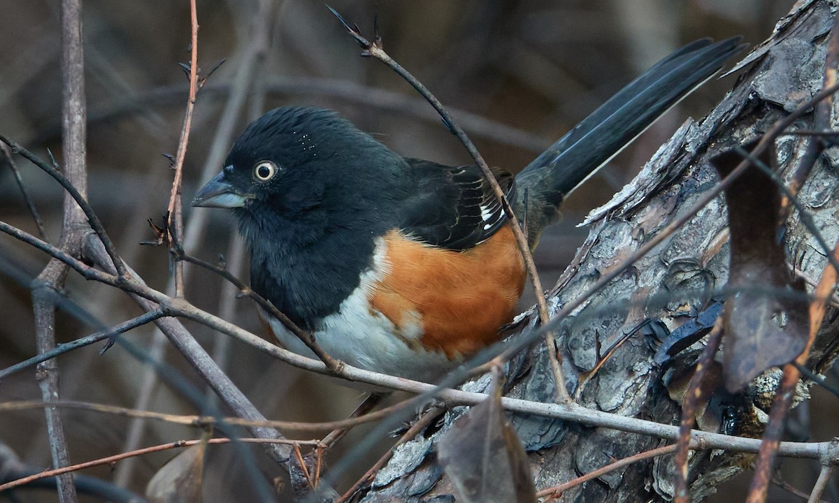 Eastern Towhee - Stephen Mann