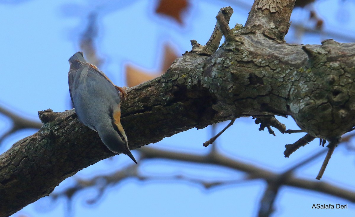 Eurasian Nuthatch - ML296022521