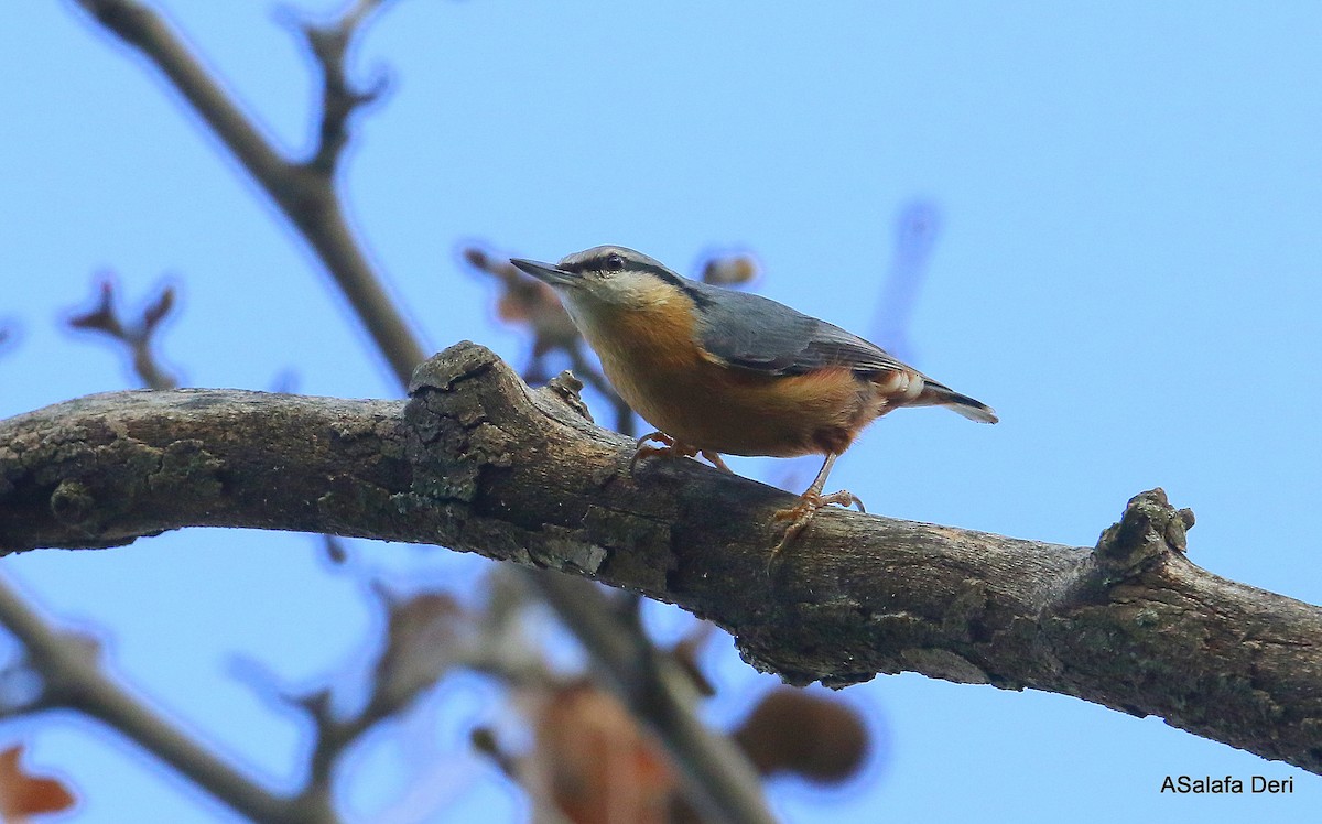 Eurasian Nuthatch - ML296022591