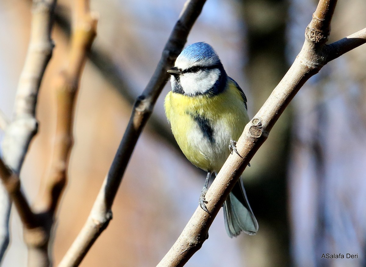 Eurasian Blue Tit - ML296024391