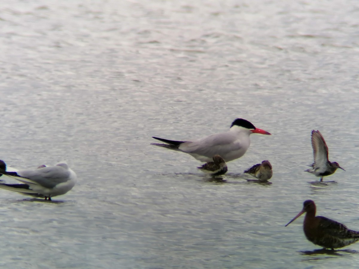 Caspian Tern - ML296026641