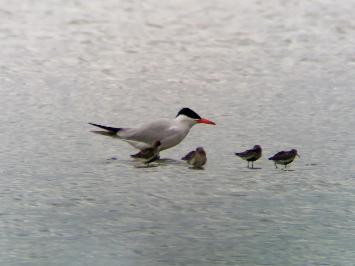 Caspian Tern - ML296026651