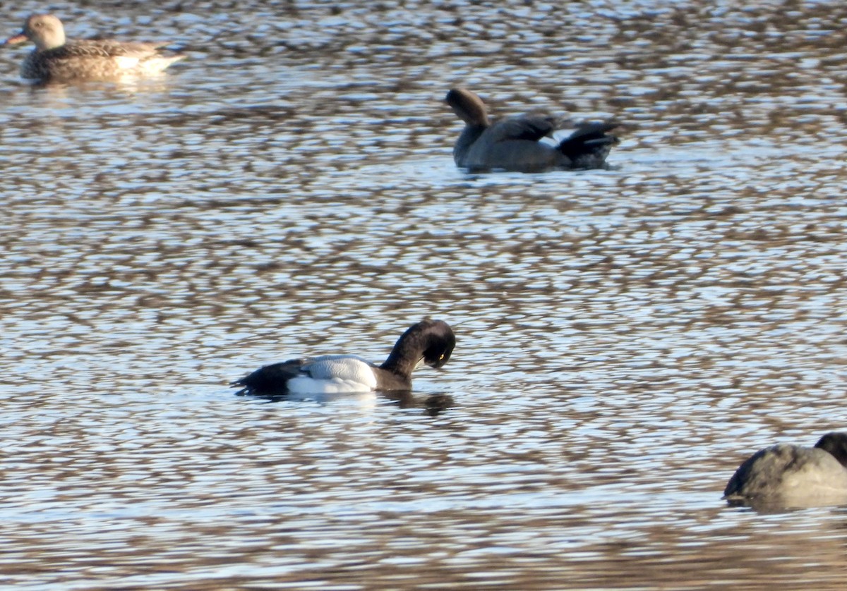 Greater Scaup - Jose Manuel Reyes Paez