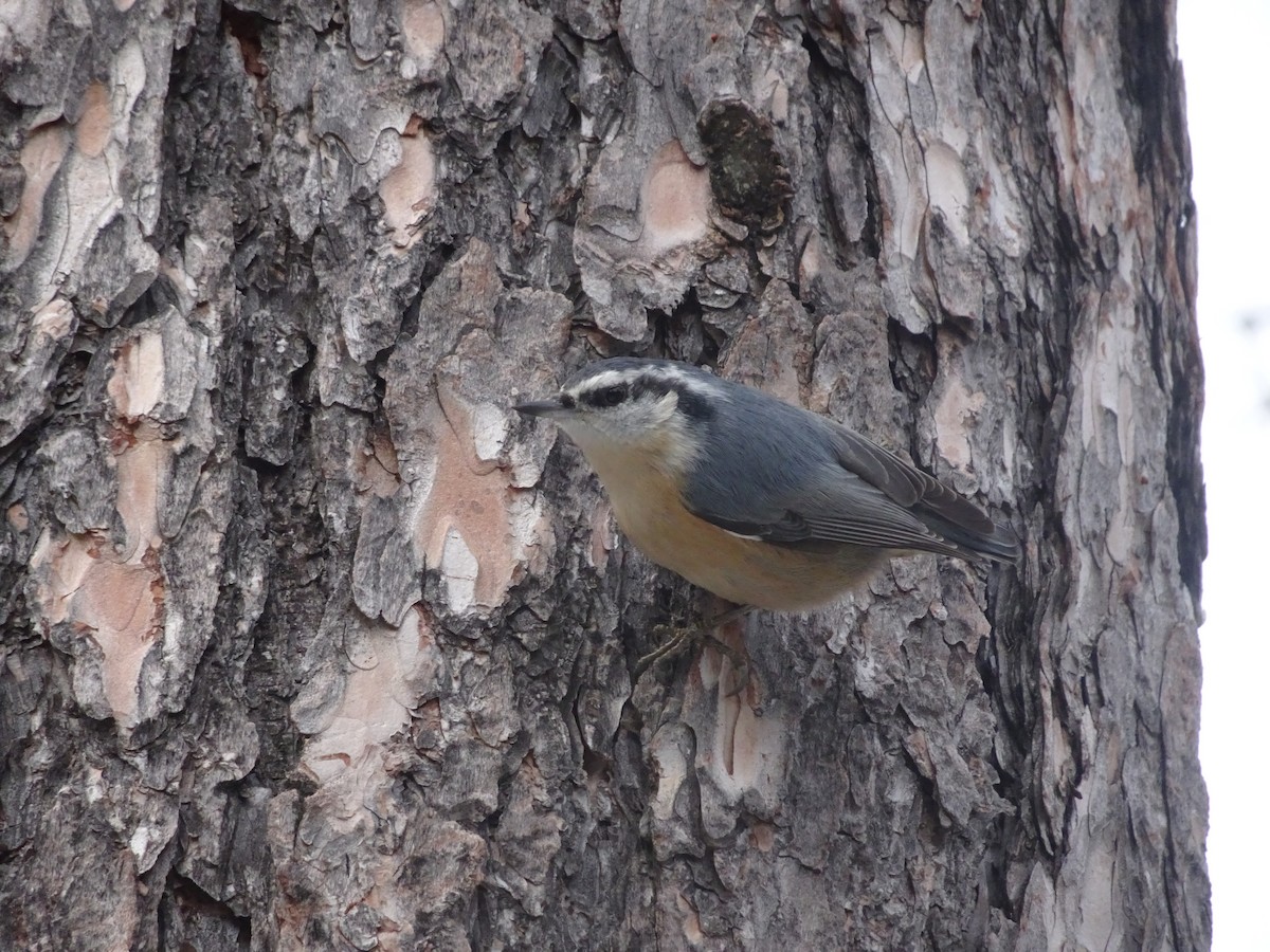 Red-breasted Nuthatch - ML296028821