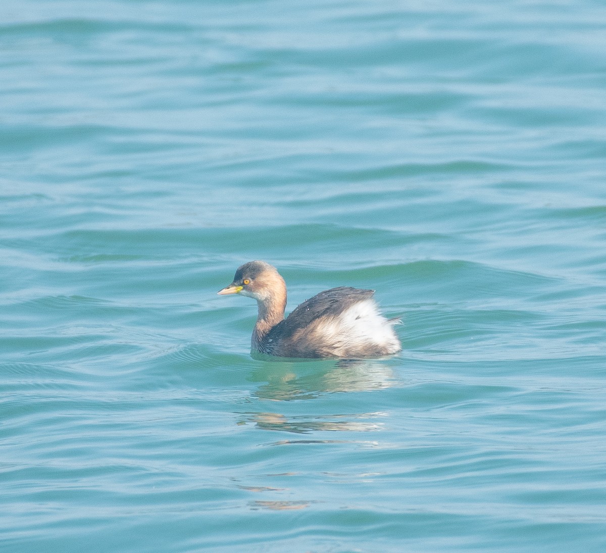 Little Grebe - ML296029141