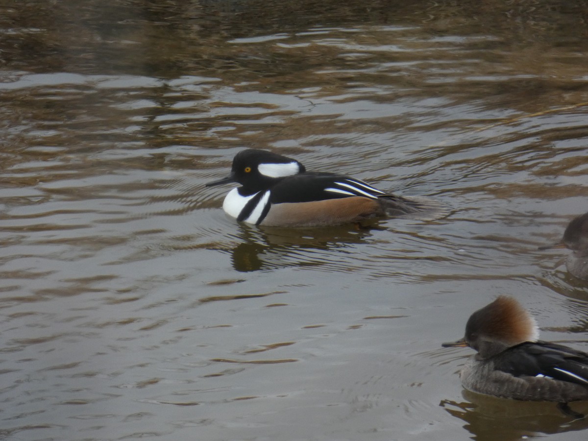 Hooded Merganser - ML296030441