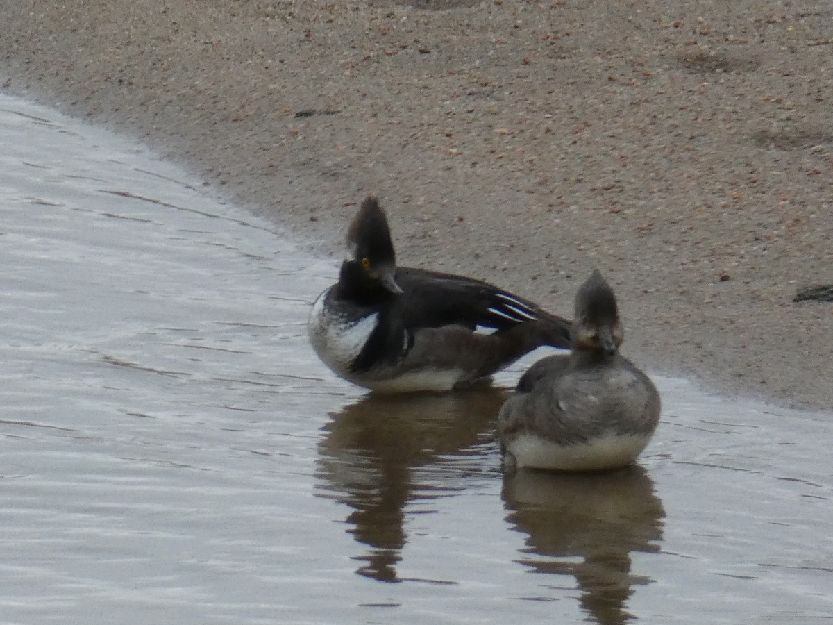 Hooded Merganser - ML296030791