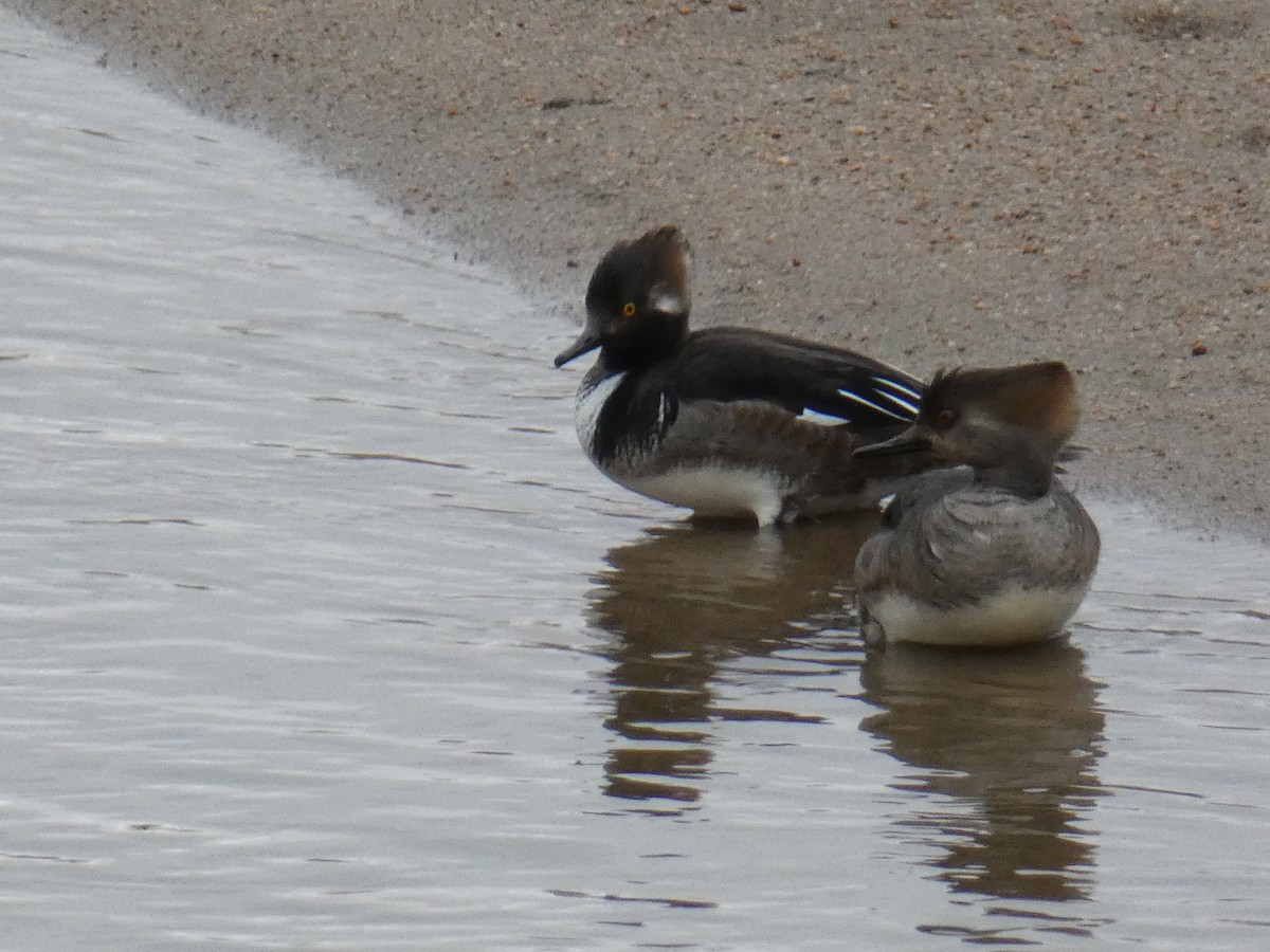 Hooded Merganser - ML296030811