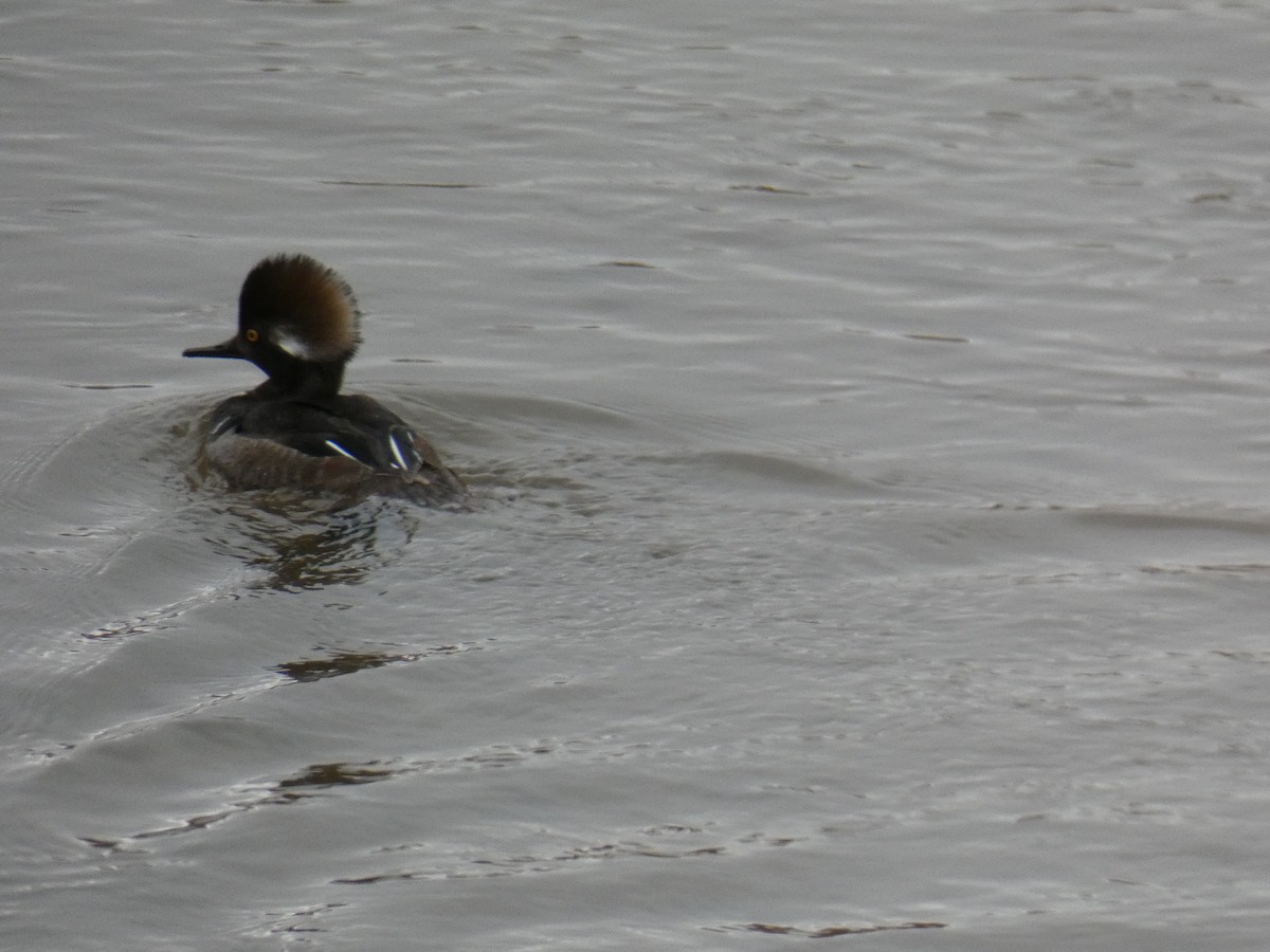Hooded Merganser - ML296030821