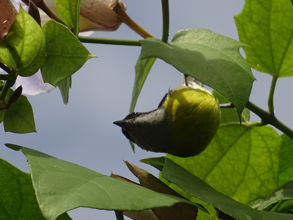 Bananaquit - ML296033971