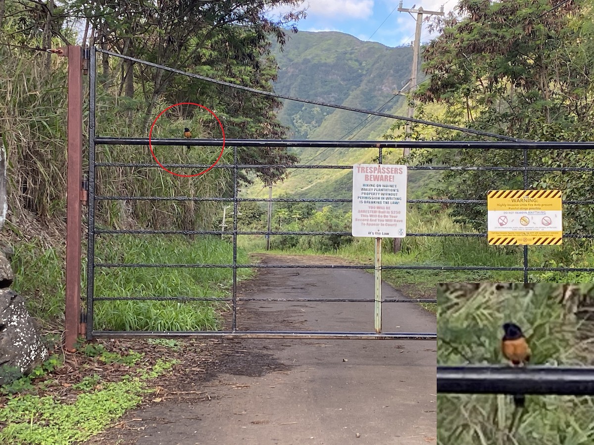 白腰鵲鴝 - ML296034381