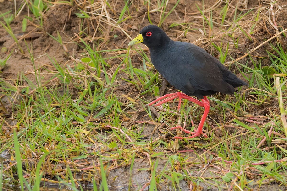 Black Crake - ML296036741