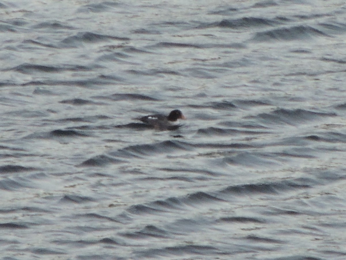 Barrow's Goldeneye - ML296036881