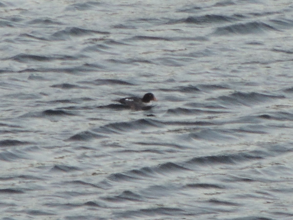 Barrow's Goldeneye - ML296036881