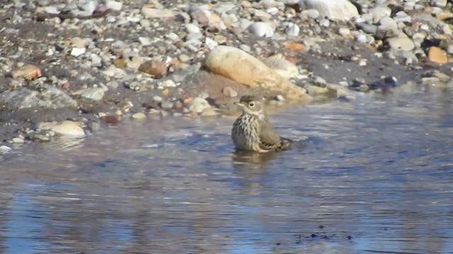 American Pipit - ML296038311