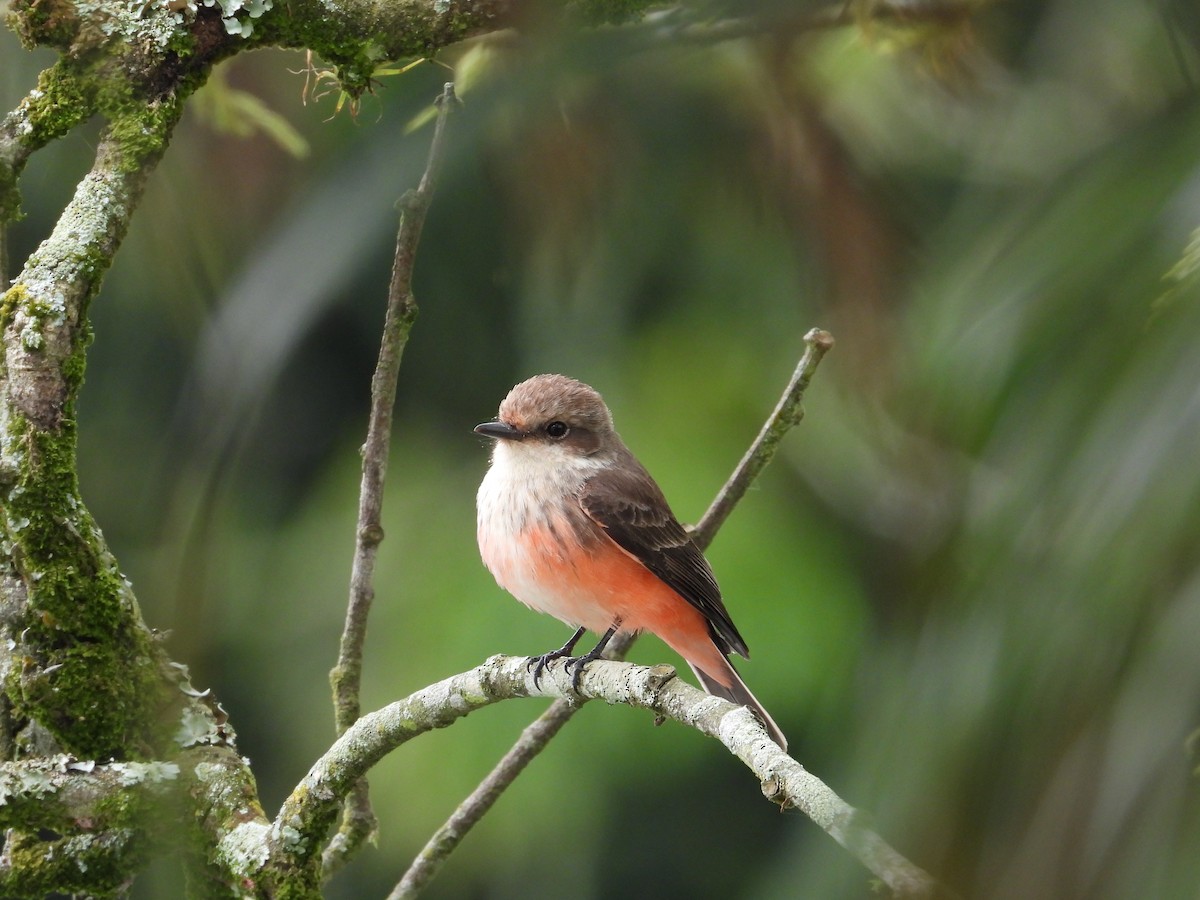 Vermilion Flycatcher - ML296038521