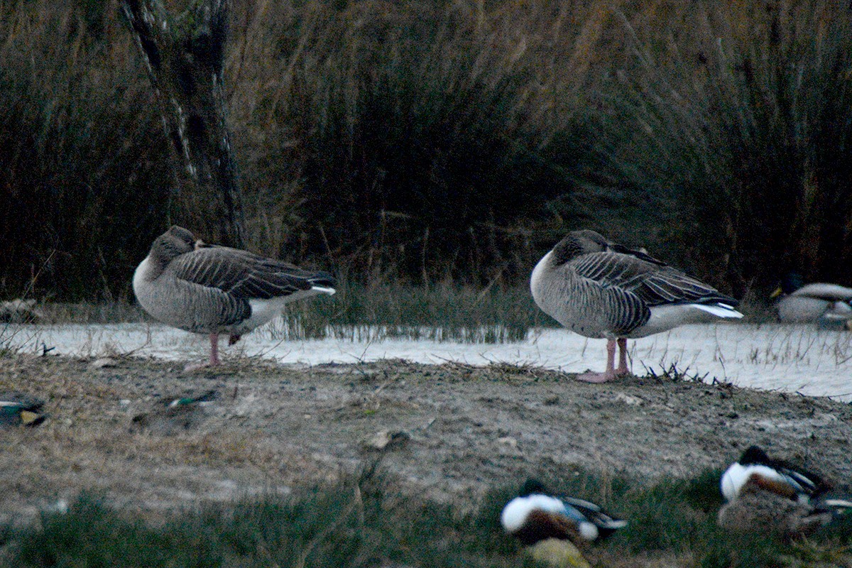 Graylag Goose - Josep Manchado | BirdingMajorca.com