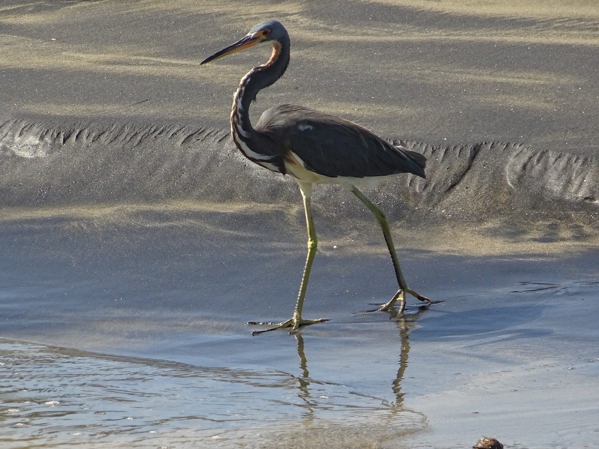 Tricolored Heron - Grand Brigitte