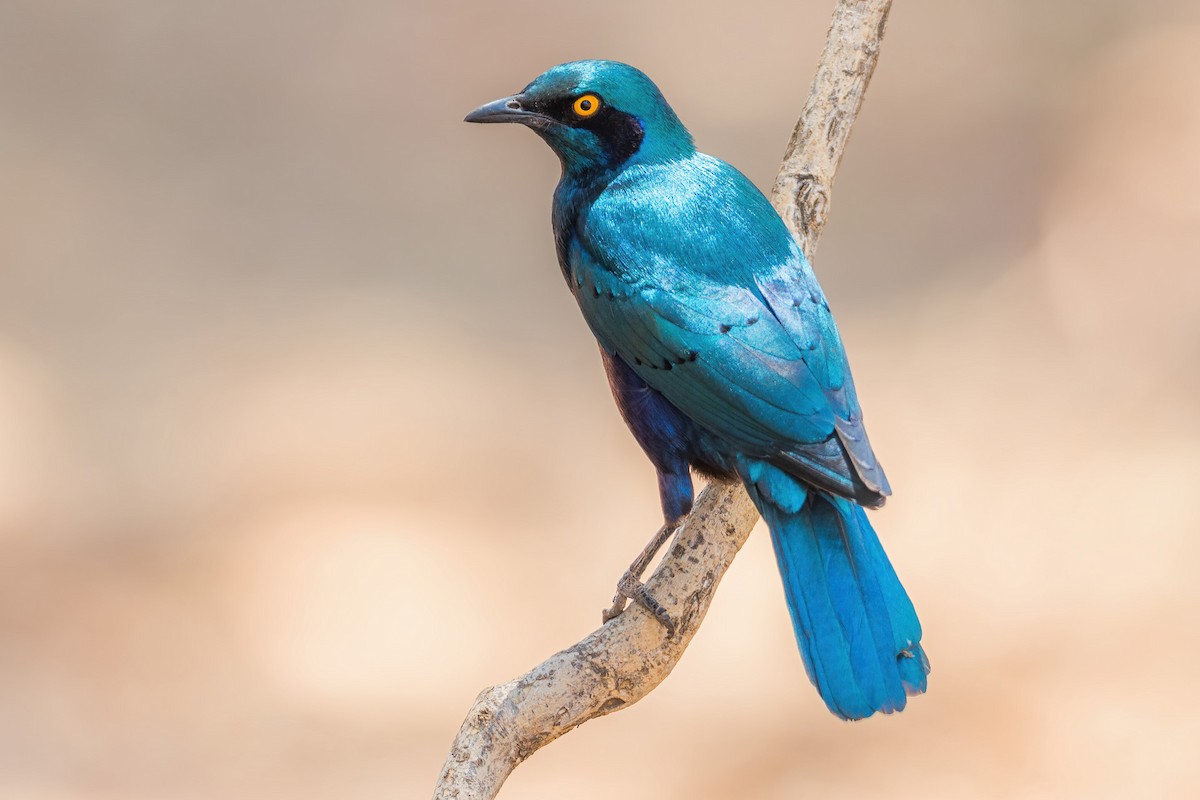 Greater Blue-eared Starling - ML296040691