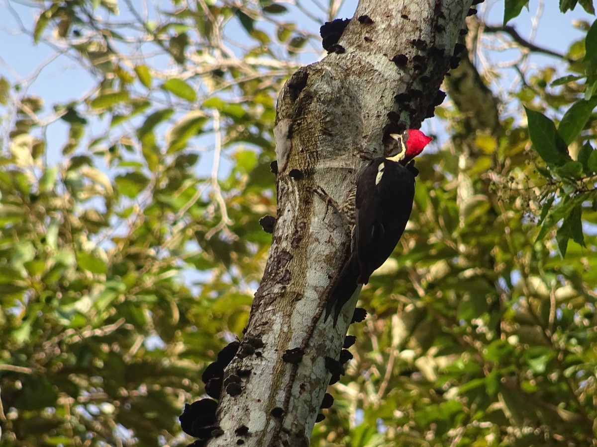 Lineated Woodpecker - Grand Brigitte