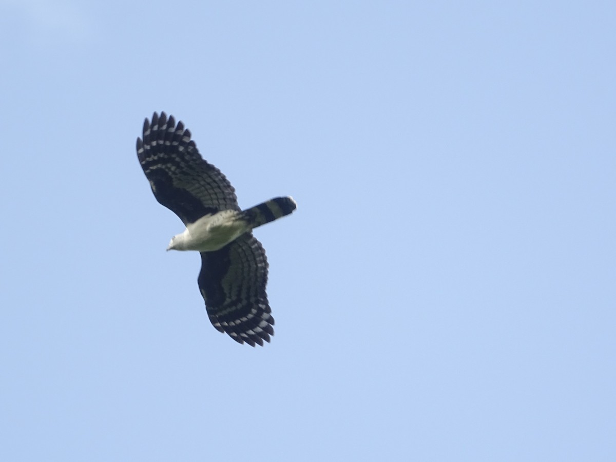 Gray-headed Kite - ML296040961
