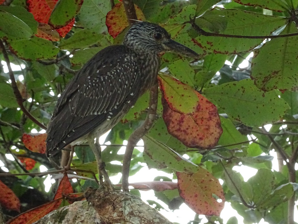 Yellow-crowned Night Heron - ML296041131