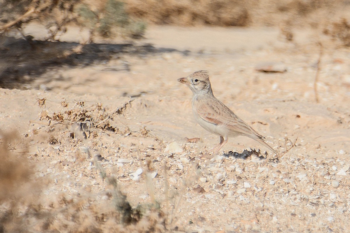 Arabian Lark - Itamar Donitza