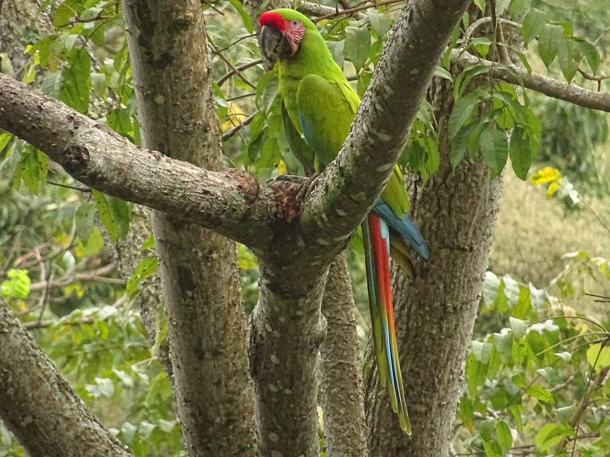Great Green Macaw - Grand Brigitte