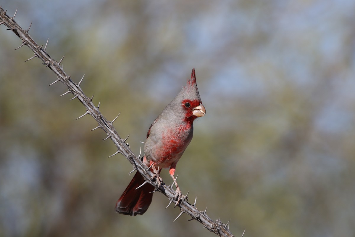 Pyrrhuloxia - ML296042901