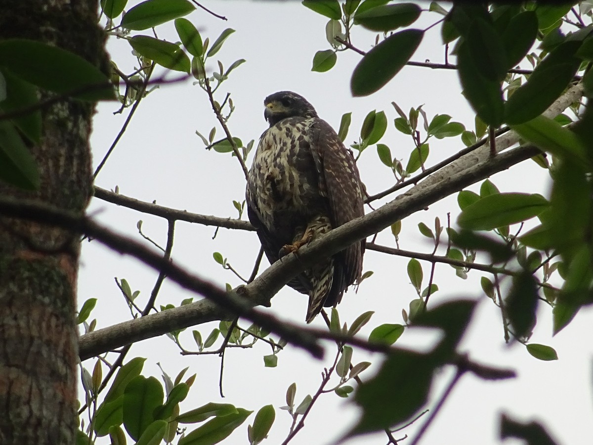 Common Black Hawk - ML296042951