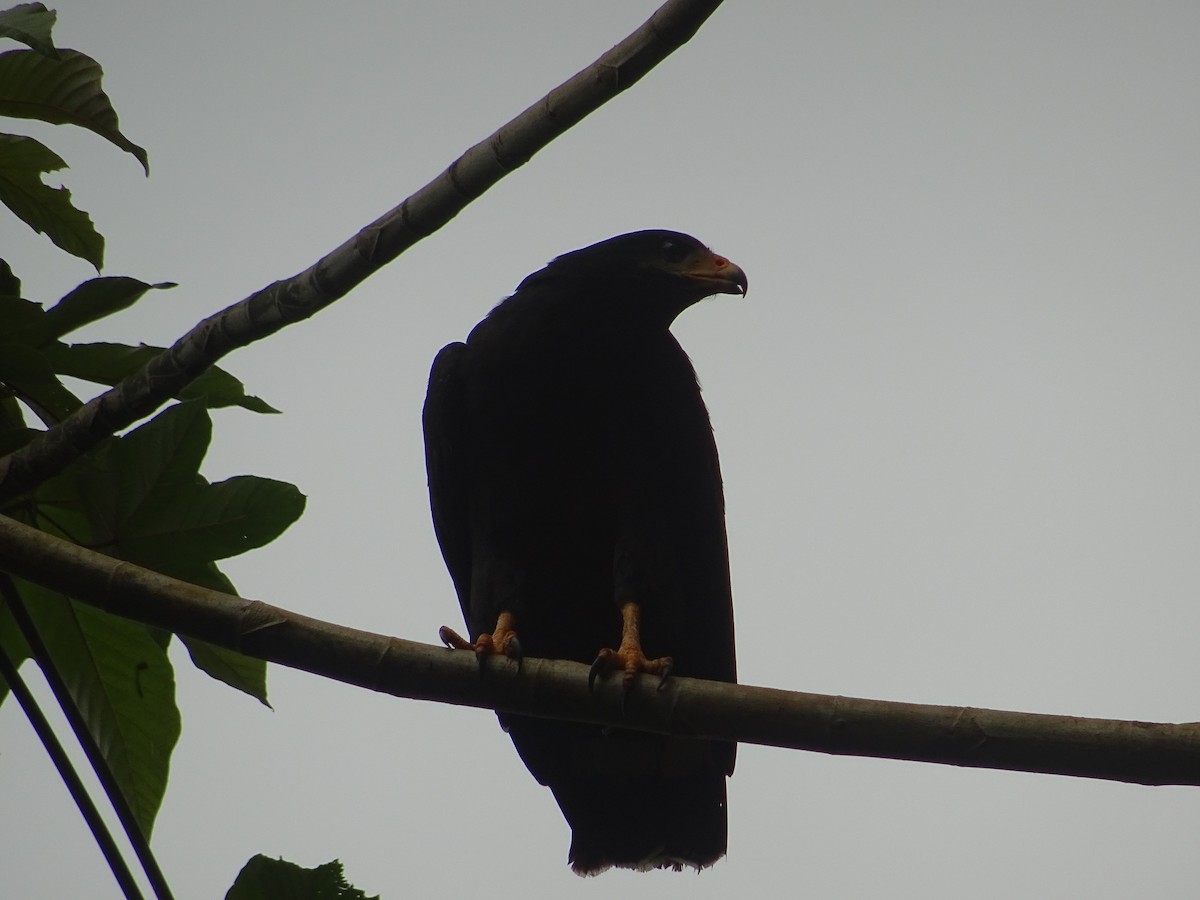 Common Black Hawk - ML296043541