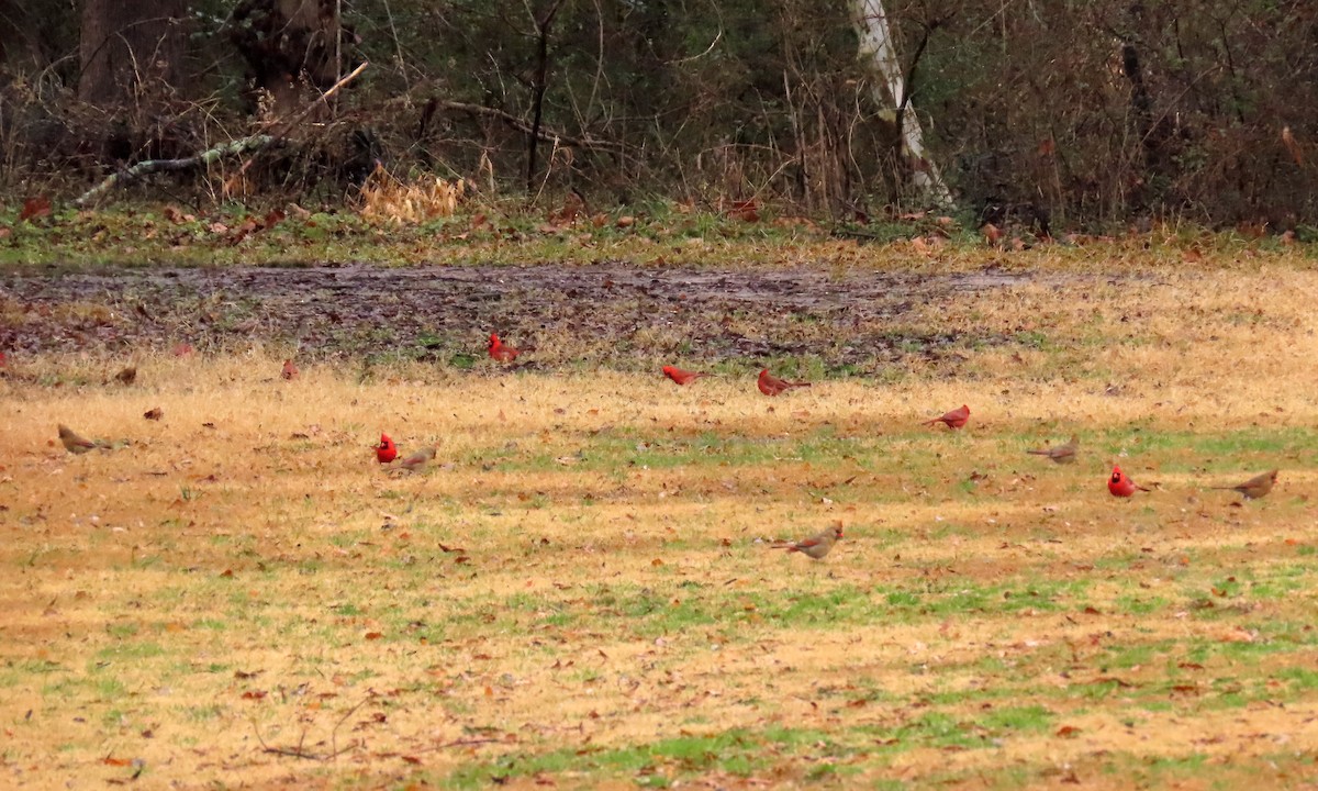 Northern Cardinal - ML296044051